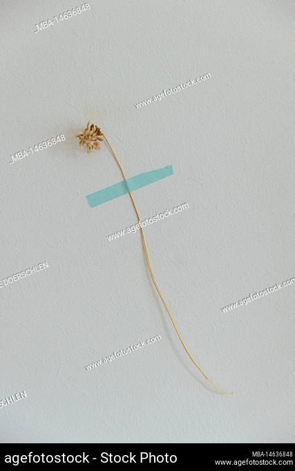 Dried flower stuck to the wall with a tape