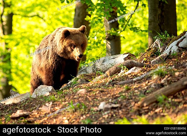 Majestic brown bear, ursus arctos, standing in nature during the summer. Large bear staring in forest with copy space. Wild angry mammal in forest at sunset...