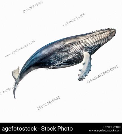Humpback whale isolated on white AI generated image