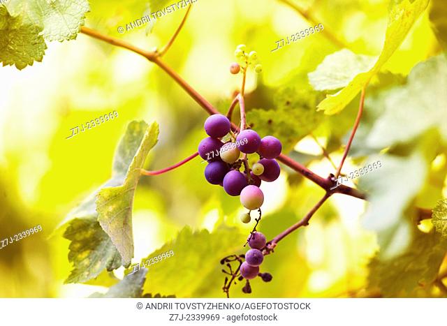 Blue bunch of grapes on yellow blurred background