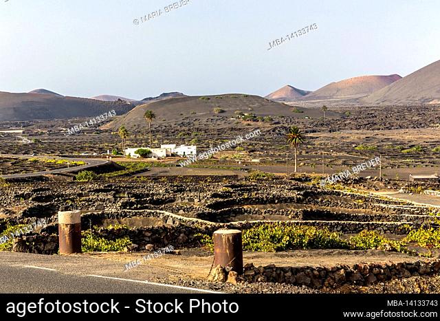 viticulture, dry construction method, volcanic landscape near la geria, lanzarote, canary islands, spain, europe