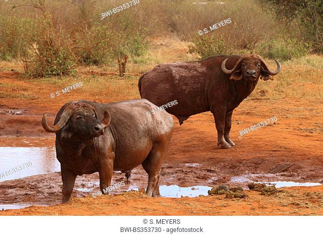 African buffalo (Syncerus caffer), buffalos at a waterhole, Kenya, Tsavo East National Park