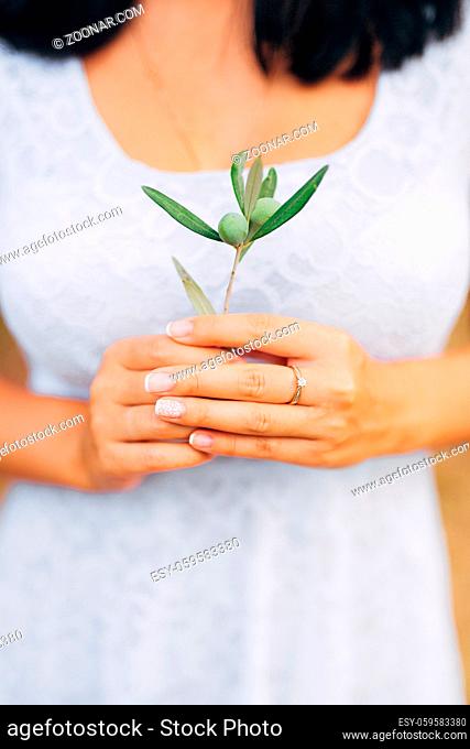 Olive branch in tender female hands. Wedding in Montenegro