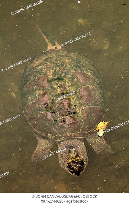 Snapping turtle, Chelydra serpentina, Maryland, USA