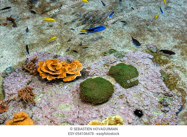 multicolored fish and marine organisms in an oceanarium. observation of aquatic life