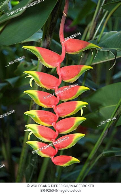 Lobster claw or Wild plantain (Heliconia rostrata) inflorescence, Venezuela, South America