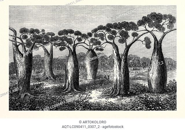 BOTTLE-TREES OF QUEENSLAND, NORTH AUSTRALIA, 1873