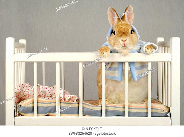 domestic rabbit Oryctolagus cuniculus f. domestica, young rabbit in a playpen