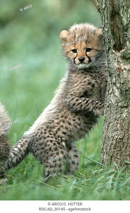 Cheetah cub 3 month old Acinonyx jubatus side