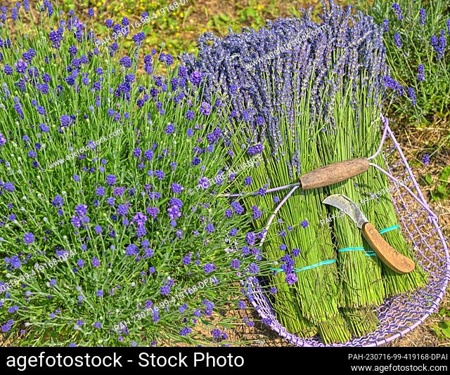 PRODUCTION - 10 July 2023, Brandenburg, Grimme: Harvested lavender flowers are seen in a field of Polish farmers Joanna and Karol Olszewski in the...