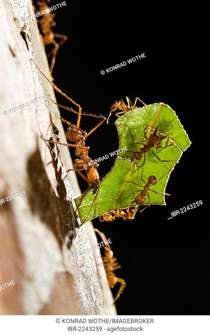 Leafcutter Ants (Atta cephalotes), carrying leaf fragments down a tree, rainforest, Costa Rica, Central America