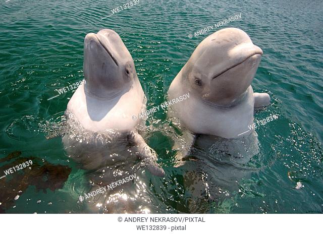 Two young beluga beluga whale or white whale (Delphinapterus leucas) Sea of Japan, Far East, Primorye, Primorsky Krai, Russia