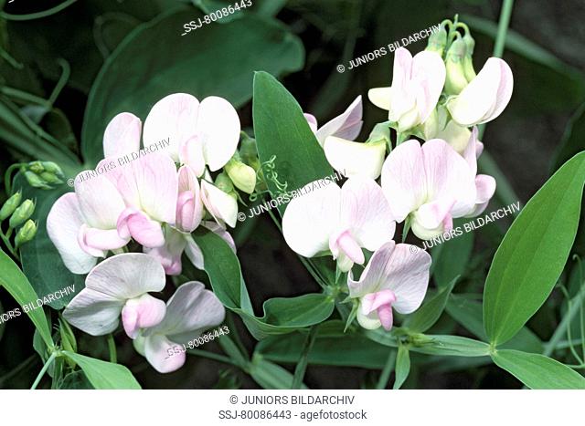 DEU, 2007: Everlasting Pea, Perennial Sweet Pea (Lathyrus latifolius), flowering
