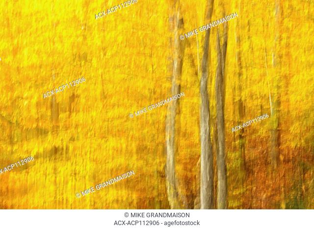 ICM of Deciduous forest of sugar maple trees (Acer saccharum) in Autumn foliage, Near Parry Sound, Ontario, Canada