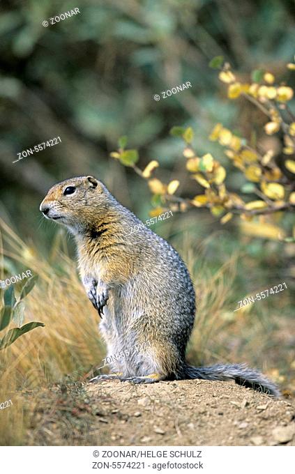 Arctic Ground Squirrel sitting upright