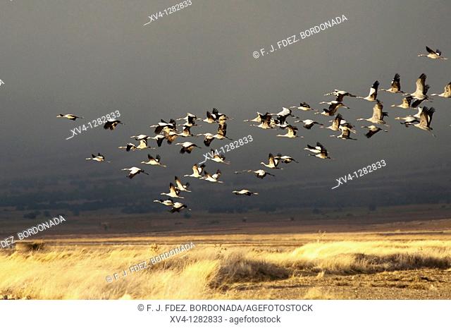 Gallocanta Lagoon  Winter migration of Common Cranes Grus grus  Zaragoza  Aragon  Spain