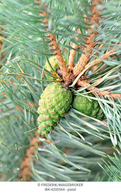 Pine (Pinus sp.), branch with unripe seed cones, North Rhine-Westphalia, Germany