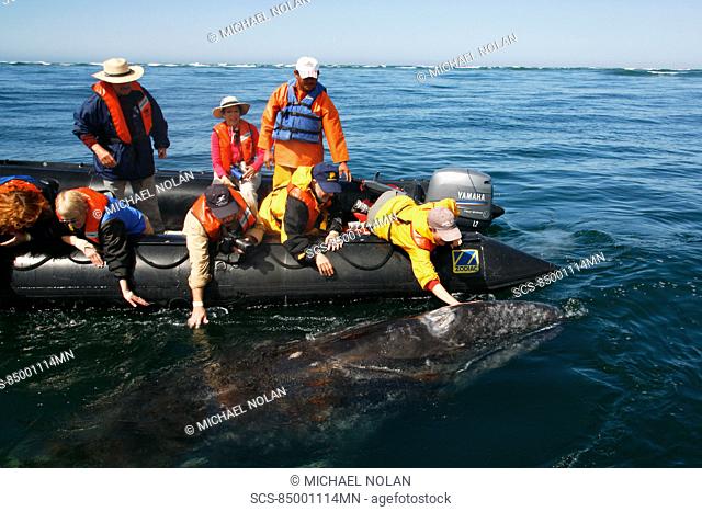California gray whale Eschrichtius robustus calf being touched by excited whale watchers in the calm waters of San Ignacio Lagoon, Baja California Sur, Mexico