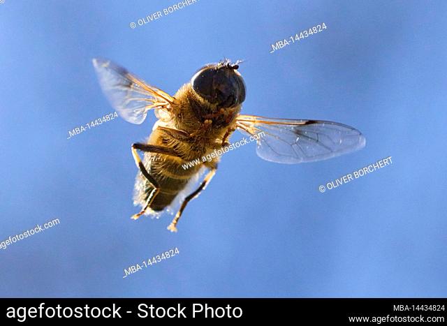 Hoverfly, Eristalis pertinax, in flight, head-on