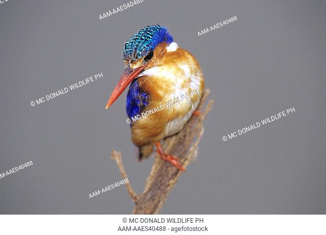 Malachite Kingfisher (Alcedo cristata), Tarangire NP, Tanzania