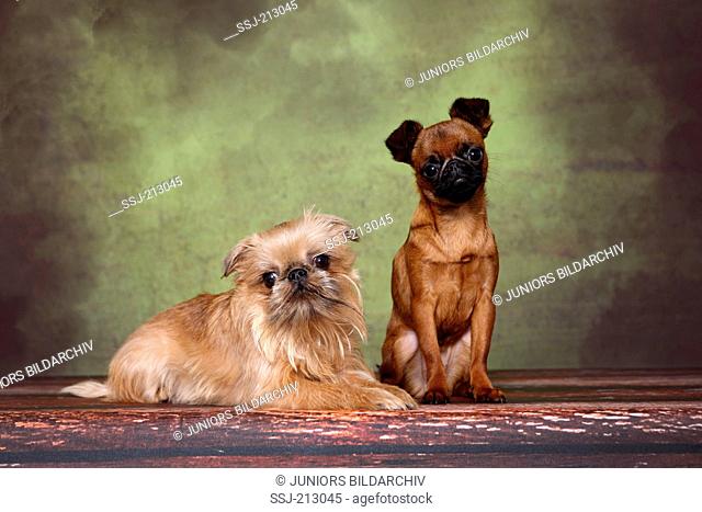 Brussels Griffon and Petit Brabancon. Pair of adult bitches sitting and lying. Studio picture against a green background. Germany