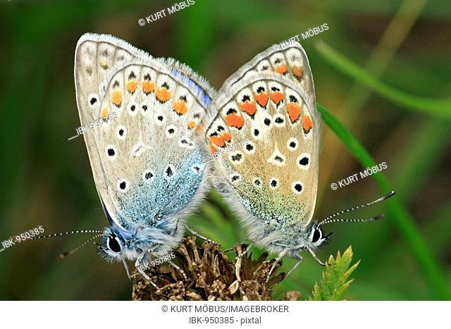 Pair of the Common Blue Butterfly (Polyommatus icarus) mating