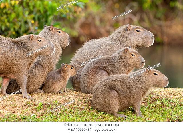 Capybara group on edge of lake Pantanal Brazil