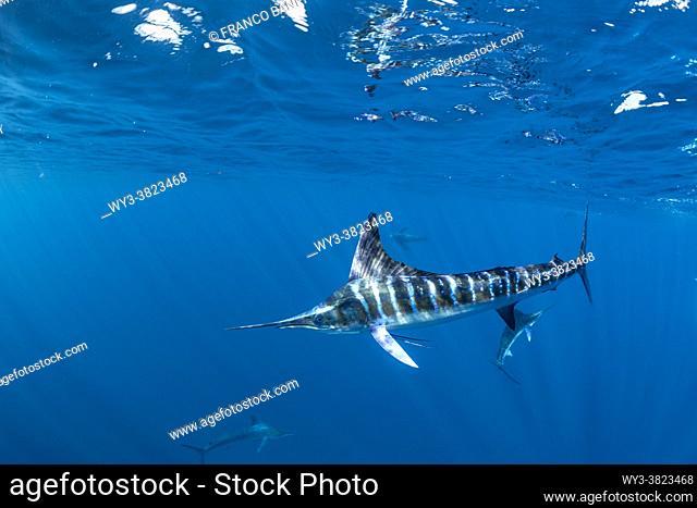 Striped marlin (Tetrapturus audax) feeding on. sardine's bait ball (Sardinops sagax), Magdalena Bay, West Coast of Baja California, Pacific Ocean, Mexico