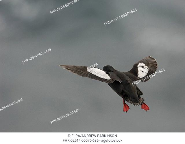Black Guillemot Cepphus grylle adult, in flight, taking off from coastal cliffs, Shetland Islands, Scotland, july