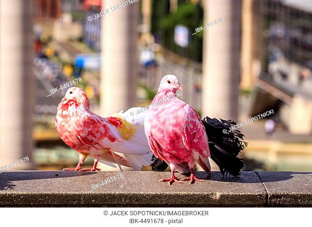 Two colorful pigeons (Columba) in Placa Espanya, Barcelona, Spain