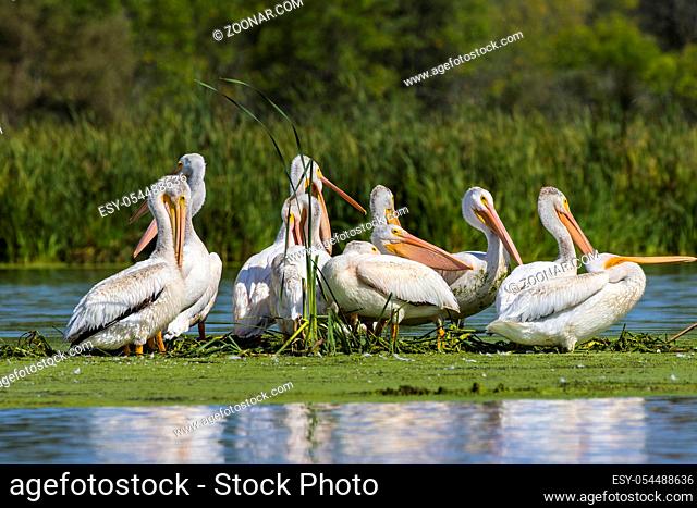 White American pelican(Pelecanus erythrorhynchos) after hunting, swallowing fish in the Great Lake Michigan