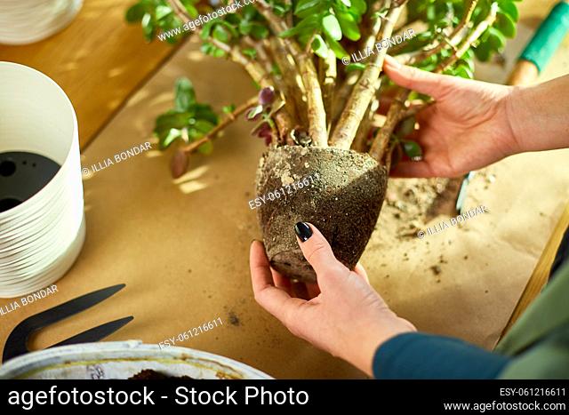 Woman transplanting Crassula plant into new pot at home, Replanting the plant into the pot Hobbies and leisure, Concept of home garden, green house