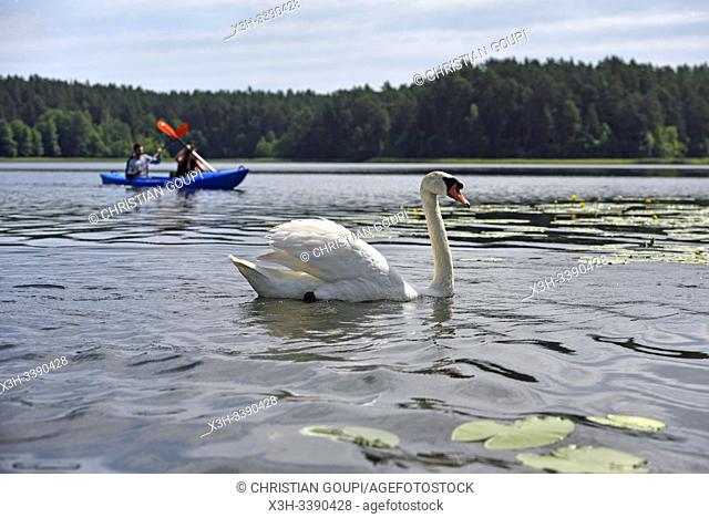 canoe trip with swans on Lake Srovinaitis around Ginuciai, Aukstaitija National Park, Lithuania, Europe