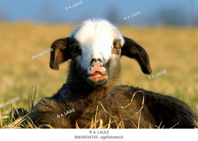 Merino land sheep (Ovis ammon f. aries), black lamb, Germany, Black Forest