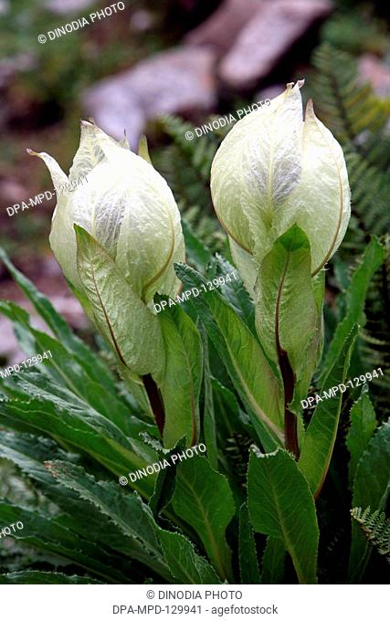 Saussurea obvallata also known as Bhrma Kamal which is named after Brahma  the Hindu god of creation ; It is a rare flower and bloom only at midnight and once...