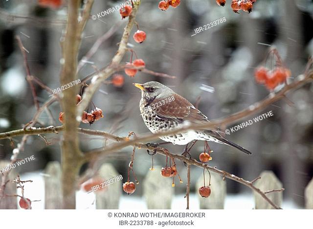 Fieldfare (Turdus pilaris) perched on a crabapple tree in a garden in the snow, Germany, Europe