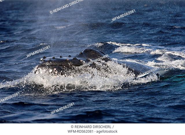 Humpback Whale breathing, Megaptera novaeangliae, Silver Bank, Atlantic Ocean, Dominican Republic