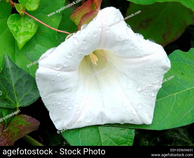 close up of the white flower of the Hedge bindweed or bellbind covered in raindrops