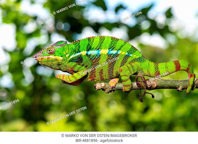 Panther chameleon (Furcifer pardalis), male on branch, Ambilobe, Diana region, Madagascar
