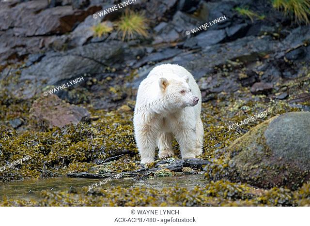 Spirit bear (Ursus americanus kermodei) foraging in the intertidal zone, Great Bear Rainforest, British Columbia central coast, Canada