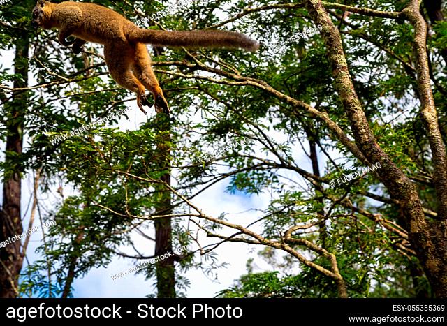 The Lemurs in a rain forest on the trees, hopping from tree to tree