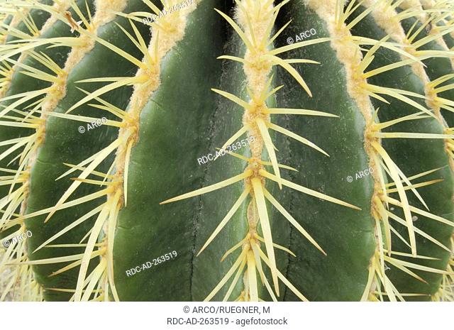 Cactus Mexico Echinocactus grusonii