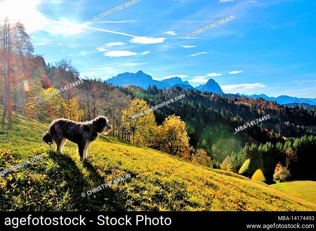 Dog in front of autumn forest on the way from Eckbauer to Wamberg, in the background the Wetterstein Mountains with Alpspitze, Zugspitze, Waxenstein, Germany