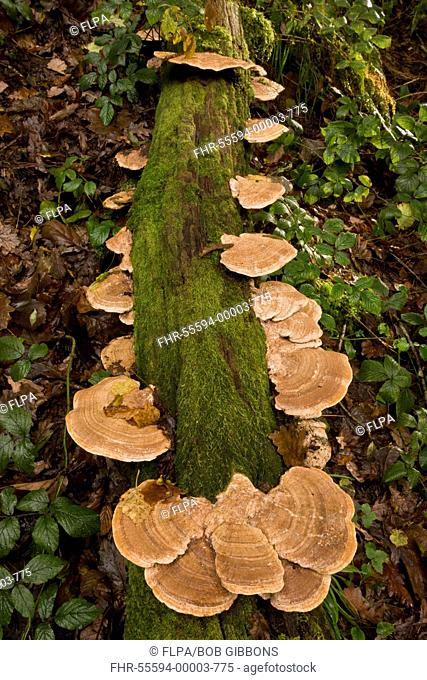Oak Mazegill (Daedalea quercina) fruiting bodies, growing on oak log in woodland, Exmoor N.P., Devon, England, November