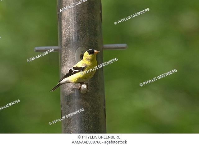 American Goldfinch  (Carduelis tristis)  Feeding  McLeansville, NC  2007  Digital Capture