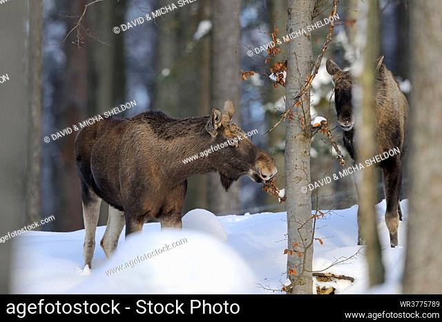 Two moose (Alces alces) in forest in winter