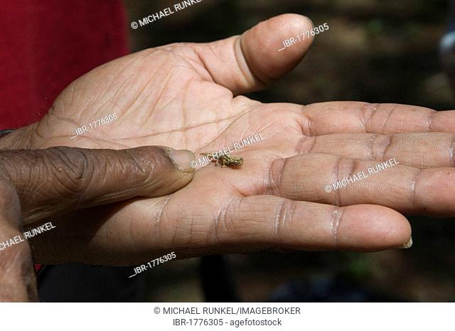 Madagascan Dwarf Chameleon (Brookesia minima), the smallest chamaeleon, on a hand, Montagne d'Ambre National Park, Madagascar, Africa