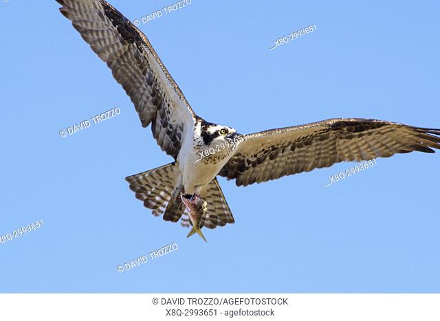 Osprey, Haliaetus pandion, also known as a sea hawk, fish eagle, sea hawk, river hawk, and fish hawk . ” is a diurnal, fish-eating bird of prey