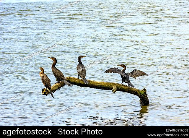 Neotropic Cormorant perched on a dead tree change over the sea waters to rest and dry the wings