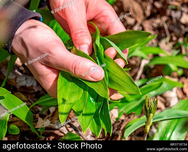 Hand tears wild garlic in spring forest daytime in nature